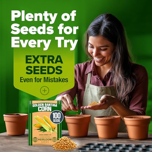 Image of HOME GROWN Golden Bantam Sweet Corn Seeds 100+ Heirloom Non-GMO Seeds for Planting, High Germination, Yellow Kernel Corn on the Cob, Early Summer Harvest, Easy to Grow Home Garden Crop (Zea mays)