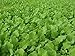 Whitetail Institute Imperial Tall Tine Tubers Food Plot Seed (Fall Planting), 12-Pound (2 Acres), Green