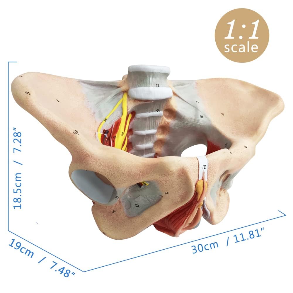 Model dna miednicy naturalnej wielkości, miednica żeńska z mięśniami dna miednicy krocza wszystko w jednym, kobieca anatomia model 1:1 ludzki szkielet do nauczania medycznego