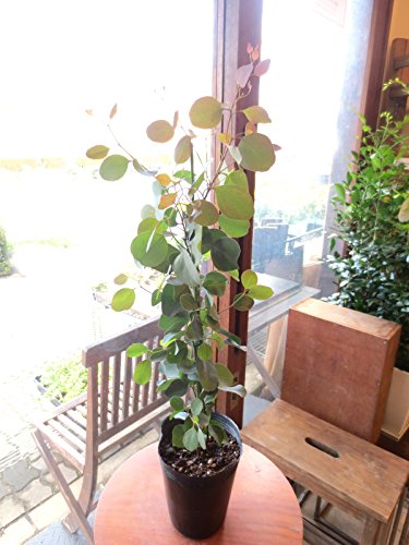 Amazon｜ユーカリ ポポラス 5号鉢サイズ 鉢植え 丸葉ユーカリ ハート