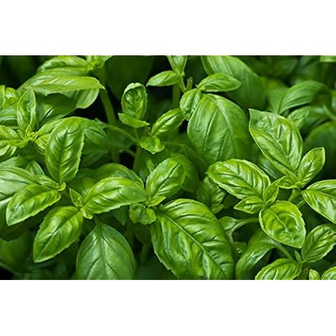 Graines de Basilic Semisauvage Cover