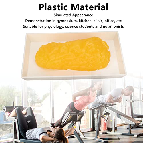 Image of Fat Replica 1lb,Human Body Fat Replica Fat Model,Human Fatty Tissue Demonstration Model for Nutritionist Science Course,Accurate Feel and Appearance of 1 Pound of Fat