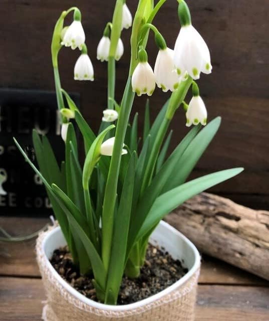 Amazon Co Jp スノーフレーク スズランスイセン スズランの花 ガーデニング Diy 工具 ガーデン Amazon Co Jp スノーフレーク スズランスイセン スズランの花 ガーデニング Diy 工具 ガーデン