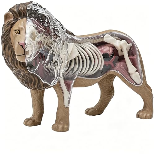 Modèle d'anatomie du lion 4D avec organes et squelette détachables
