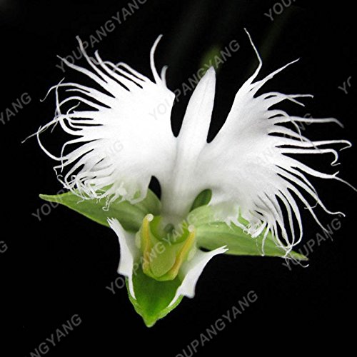 Graines de Radiata japonaises Graines d'orchidées Héron blanc Orchidée rare au monde Fleurs de Baison blanches Graines d'orchidées de jardin Paquet de 500 graines