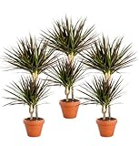 Pflanze Plus | 3er-Set Drachenbaum | Ø 50 cm | ø 12-15cm Topf | Pflegeleichte Zimmerpflanzen für Wohnung und Büro | Qualität vom Pflanzen Profi | Ideale Raumbegrünung