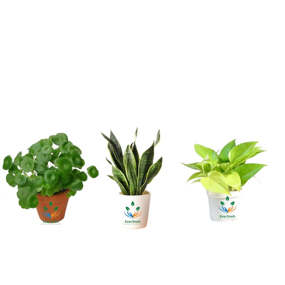 EverSneh Live Chinese Money Plant Indoor Plant/Golden Money Plant/Snake Plant Combos Live Plants Air Purifier Home Decorative Sanseveria.Golden Money.Chinese Money Plant Combo 3 With Black Plastic Pot (B0CWDKJCLF) Amazon Price History, Amazon Price Tracker