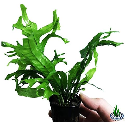 Greenpro Java Fern Thor's Hammer | Microsorum Pteropus Live Aquarium Plants Decoration Rare Exotic Leaf Cover