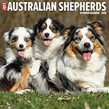 Willow Creek Press, Australian Shepherds Just 2026 Wall Calendar, 12'' X 12'', 18-Month Calendar with Stapled Binding