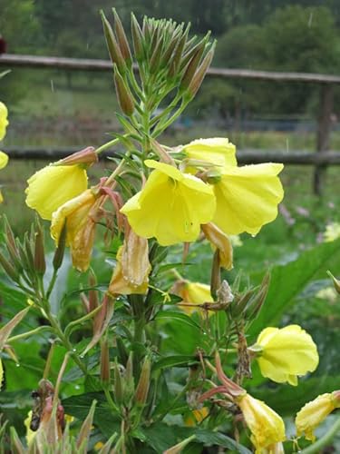 Rapontika/Nachtkerze (Oenothera biennis) - ca. 1000 Samen