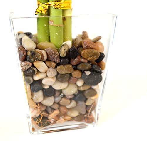 9Greenbox B002F8XFNE Lucky Bamboo - Heart Syle With Silk Flowers And Glass Vase And Pebbles thumb #2