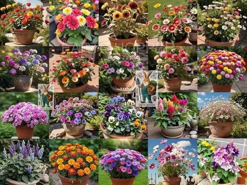 Image of Low Maintenance Hybrid Flower Seeds Combo Pack- All Year Flower Seeds Supply (20 VARIETY ALL YEAR PLANTING)