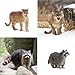 Toymany 12PCS North American Forest Animal Figurines, Realistic Jungle Animal Set Includes Moose,Cougar,Wolf,Bear,Eagle,Deer Educational Toy Cake Toppers Christmas Birthday Gift for Toddlers Kids 3-5