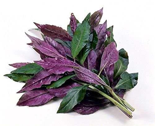 Handama, Suizenjigusa, Okinawa Spinach - Gynura - Edible Houseplant - 4