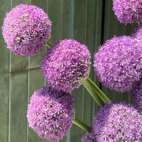 alliumzwiebeln allium giganteum gartendeko für draußen gewächshaus steingartenpflanzen seltene balkongarten balkonpflanzen zimmerbonsai gartenpflanzen deko wohnzimmer steingarten 10pcs
