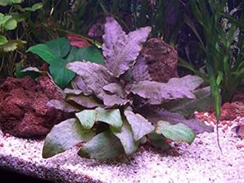 51r2-eup1lL._AC_UF350,