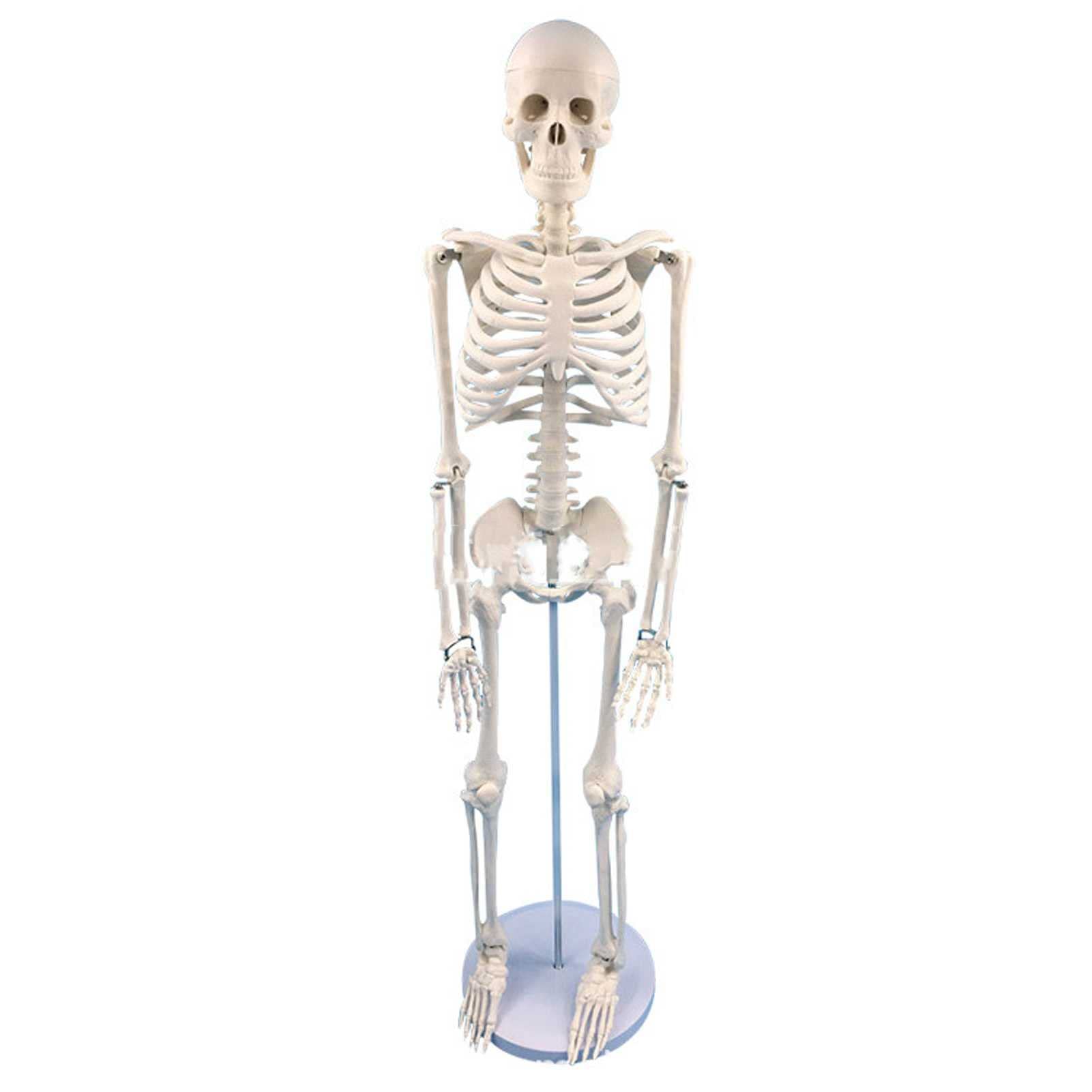 Modello Scheletro Umano per Anatomia, Replica Anatomica del Modello Cientifico del Laboratorio, Limbi Staccabili per L'insegnamento E Lo Studio Dell'anatomia