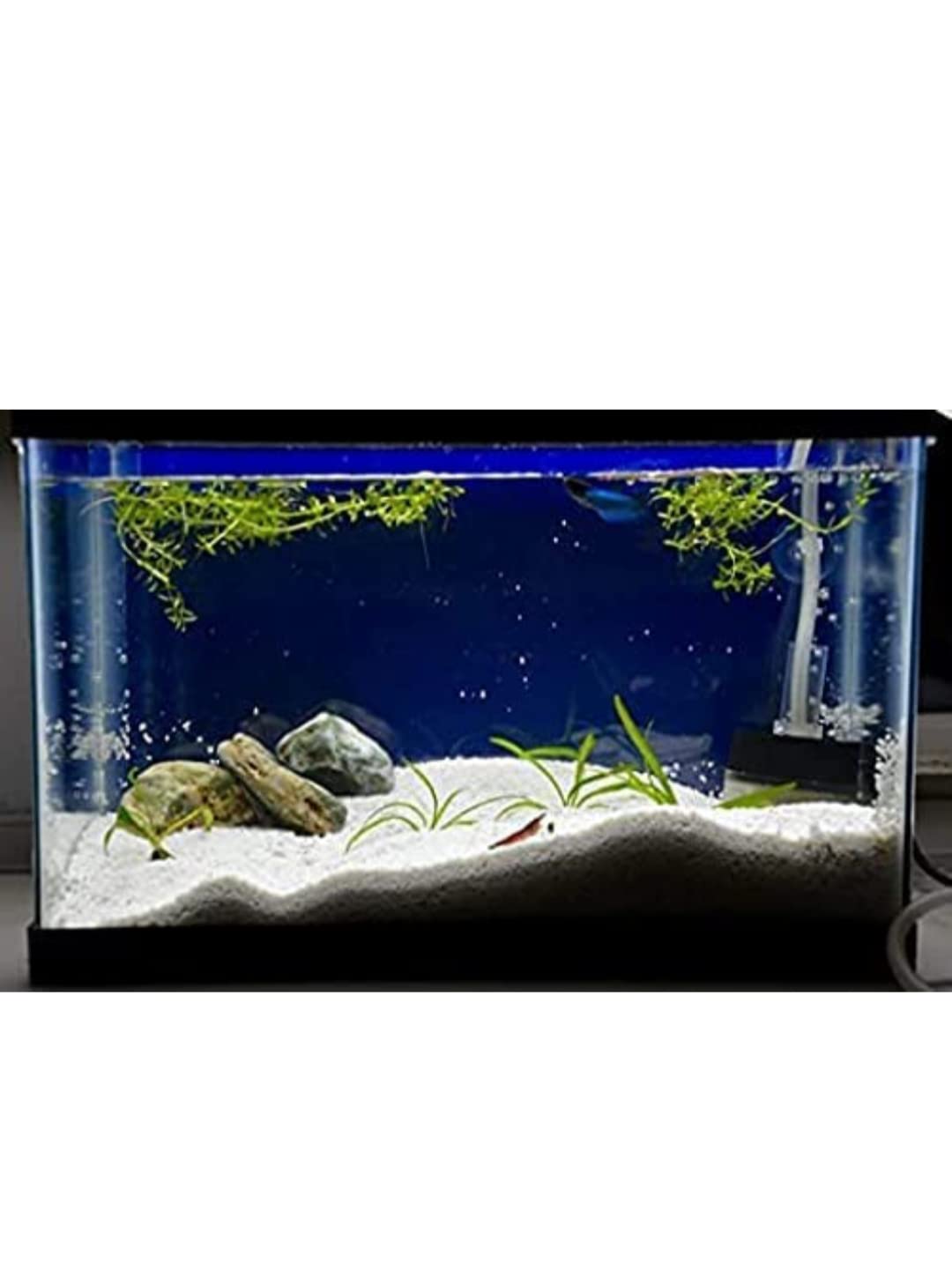 Dunk N Dogs Sand Natural Aquarium White Sand for Lawngarden Plants Freshwater & Aquarium Decor