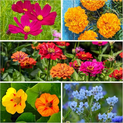 Amazon.com: Seed Needs : Wildflower Mixes