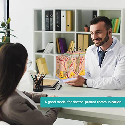 Image of Skin Anatomy Model - Skin Diagram Model Human Anatomy Skin Model Skin Structure 50X Magnification Model with Hair