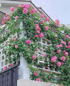 Image of 250+ Seeds || All Time Bloom Climbing Rose Imported Flower Seeds - Multi Colour Hybrid Variety, 96% Germination, Fast Growing Creeper for Balcony, Garden & Terrace || Pack of 250+ Seeds.