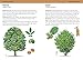 Concise Foraging Guide (Concise Guides)