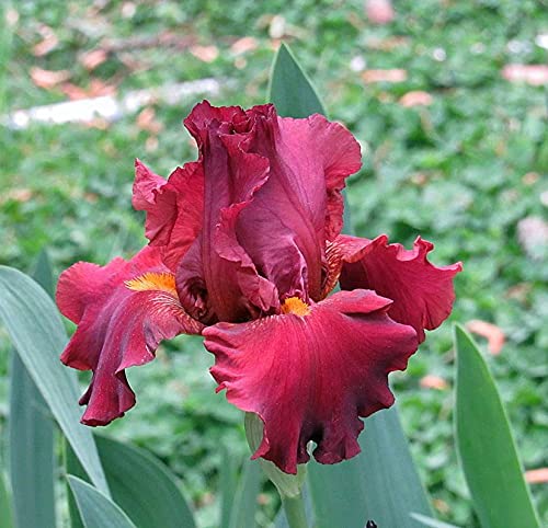 Iris Bulbi -Bulbi di iris arancione naturalmente rari avec un alto tasso di sopravvivenza, plante vive d'espèce rare sono ora piantate-3 Bulbi
