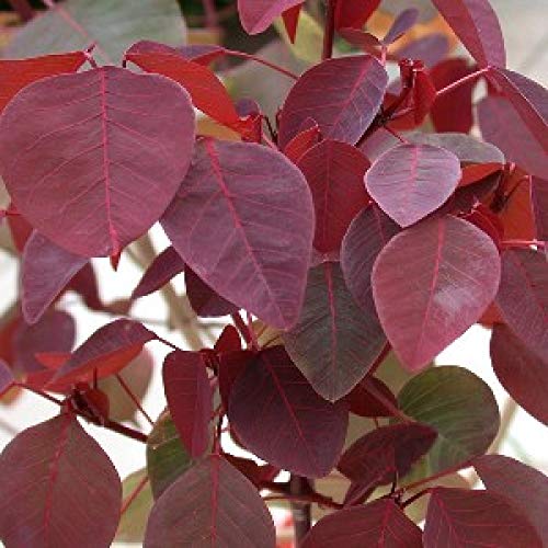 Mphmi Seedless Plant Plants Euphorbia Cotinifolia Plant (B0CWF5NDW4) Amazon Price History, Amazon Price Tracker