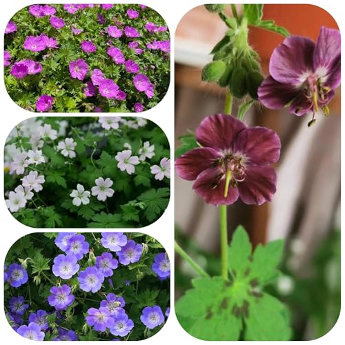 storchenschnabelsamen winterhart - steingarten storchschnabel zimmer mehrjährig 250pcs