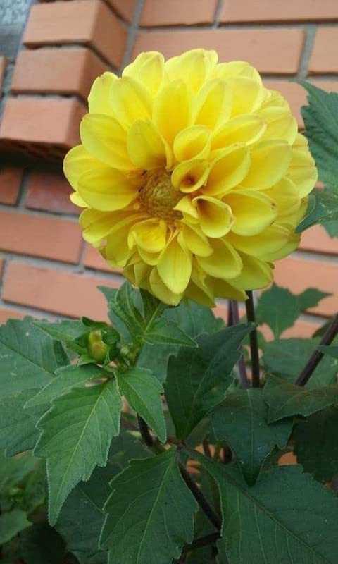 Radha Krishna Agriculture® Imported Dahlia Flower Bulbs Yellow | Fragrant Flowers Planting Bulb For all season Outdoor And Indoor Gardening Pack of 1 (B0BTPV7Q5P) Amazon Price History, Amazon Price Tracker
