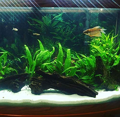 Mainam Java Fern Planted On Driftwood Microsorum Pteropus Freshwater Easy Low Light Live Aquarium Plant Decorations 3 Days Guarantee #TOP4