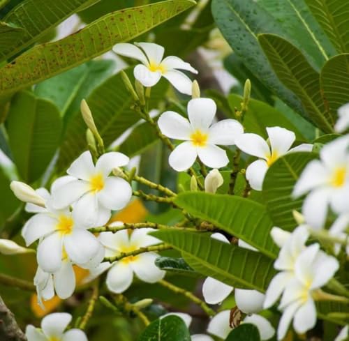 Aceite Absoluto de Frangipani Orgánico Puro 1 mL miniatura 5
