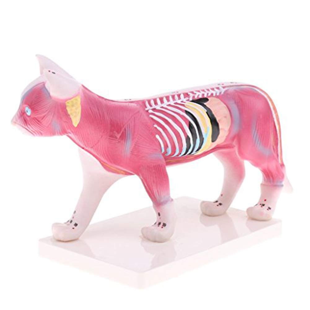 Sjdopulse Cat Anatomical Model—Cat Body Acupuncture Model—Animal Anatomical Model—36 Points Digital Identification