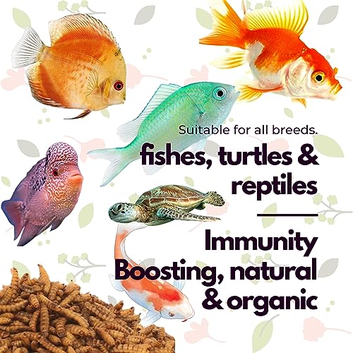 Image of Dried Black Soldier Fly Larvae Fish Food 55 Grams for Arowana Oscar Flowerhorn & Carnivorous Fishes Omega 3 & 6 50x More Calcium Than Worms