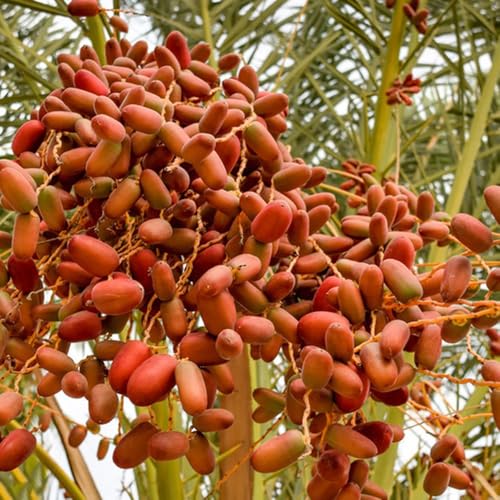 dattelpalme pflanzensamen seltene winterharte für garten, balkonpflanzen winterhart stauden winterhart mehrjährig, bonsai balkon 75samen