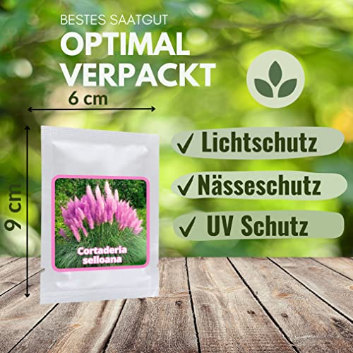 PAMPASGRAS - ca.150 Samen - Cortaderia selloana - Ziergras - der absolute Blickfang in jedem Garten
