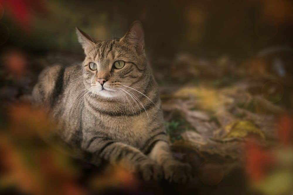 1000 elementów drewnianych puzzli dla dorosłych, ciekawy kot, trudne, duże puzzle, karton premium, puzzle, zabawka, edukacyjna gra rodzinna, dla dorosłych, młodzieży i K