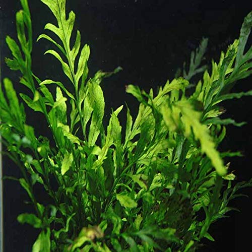 OrinocoPlants Copy Bolbitis Heudelotii Congo Water Fern