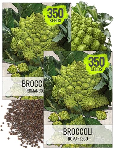 Seed Needs Cauliflower Seeds for Planting Romanesco Broccoli/Cauliflowers - Non-GMO Heirloom & Untreated Vegetable Seed to Plant an Outdoor Home Grown Veggie Garden (2 Packs)