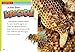 Killer Bees (Dangerous Bugs)