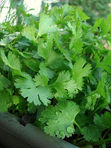 Shenandoah Growers, Organic Cilantro, 0.25 Ounce
