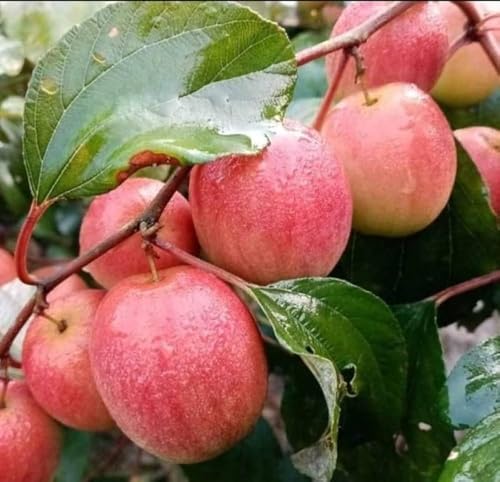 Image of All-Time 12 Months Hybrid GRAFTED Live Fruit Plant Original & Authentic Organic Tree for Outdoor Fast-Growing Fruit Plant Home Gardens Pack Of-1 (Kashmiri Red Apple Ber Plant, Medium)
