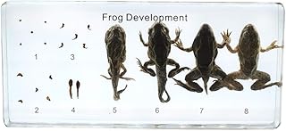 Lifecycle of a Frog Development Specimens Paperweight Science Classroom Embedded Animal Specimen
