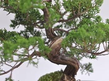 【真柏　】小品盆栽 樹高20cm 舎利と捻れ幹が魅力的な一樹 真柏 】小品盆栽 樹高20cm 舎利と捻れ幹が魅力的な一樹 真