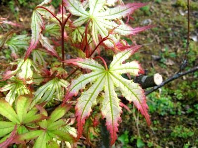 Peaches And Cream Japanese Maple - Acer Palmatum Peaches And Cream 2 - Year Live Plant #TOP24