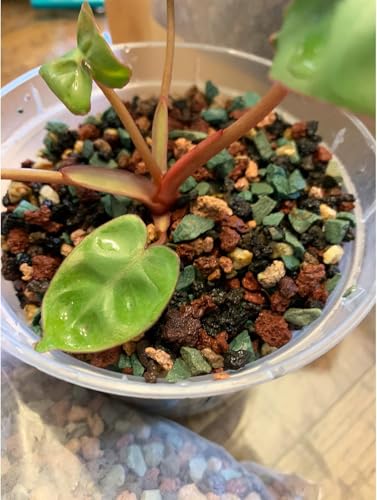 Image of 45lb Mix Lava Rocks for Plants in Door -Gravel Pebbles for Bonsai Succulent Cactus Potting Soil and Vase Fillers, Fairy Gardening,Top Dressing