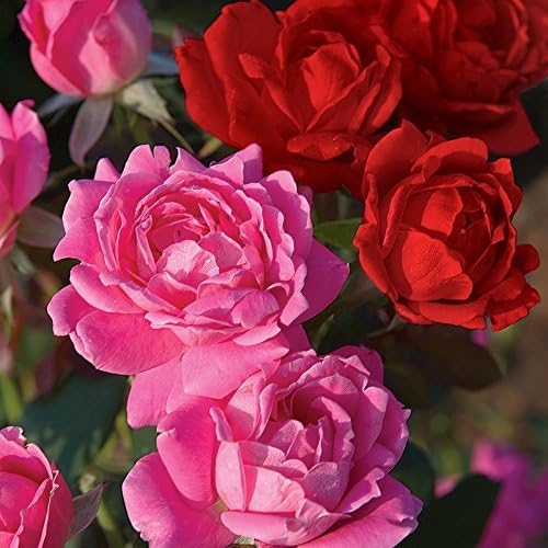 Knock Out Roses 2N1 4 Piece Double-Double Knock Out Rose Collection Flowering Plants, 4" Pots