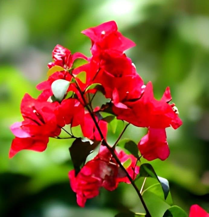 Image of HIDDEN ENTERPRISES 3- Multicolour Bougainvillea Flower Live Plant | Paper Flower Plant with Vibrant Blooms | Beautiful Indoor & Outdoor Flowering Plant | Natural and Organic (Without Pot)