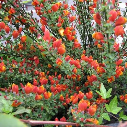3 x mix di Cytisus: Lena + Boskoop Ruby + Allgold - 3 x Ginestra | Giallo-rosso, giallo e rosso - piccolo arbusto, densamente cespuglioso, alto fino a 150 cm - 3 x 1,5 litri