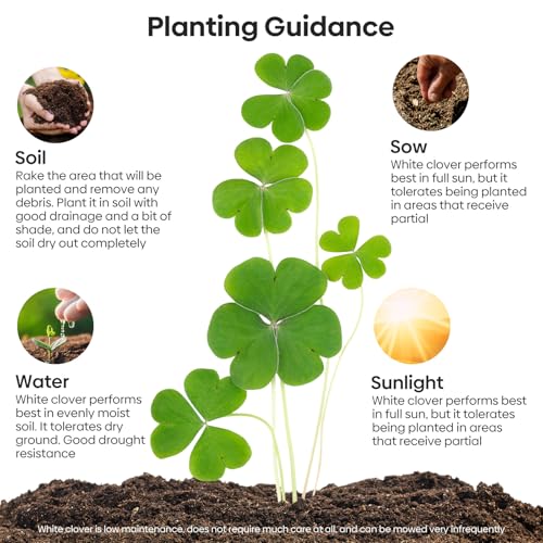 Mini Clover Lawn Seed Blends For Soil Improvement